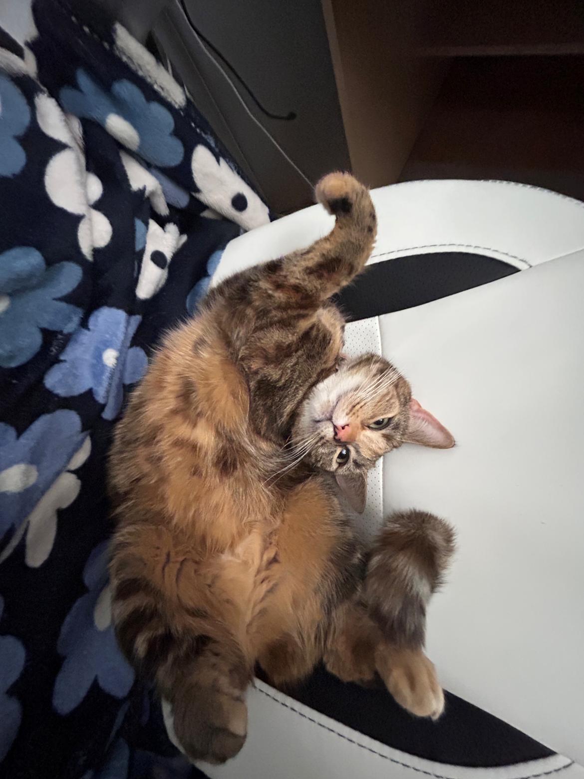 Huskat Bessie billede 10