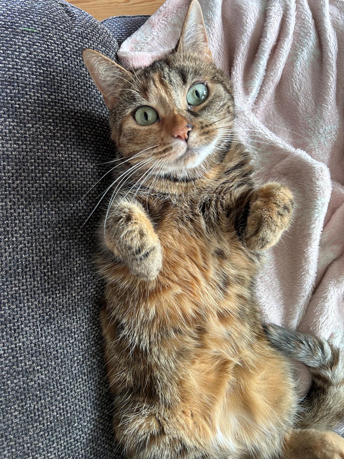 Huskat Bessie billede 11