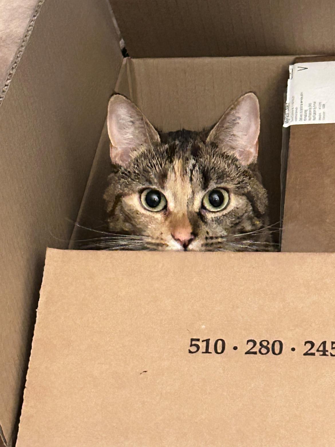 Huskat Bessie billede 7