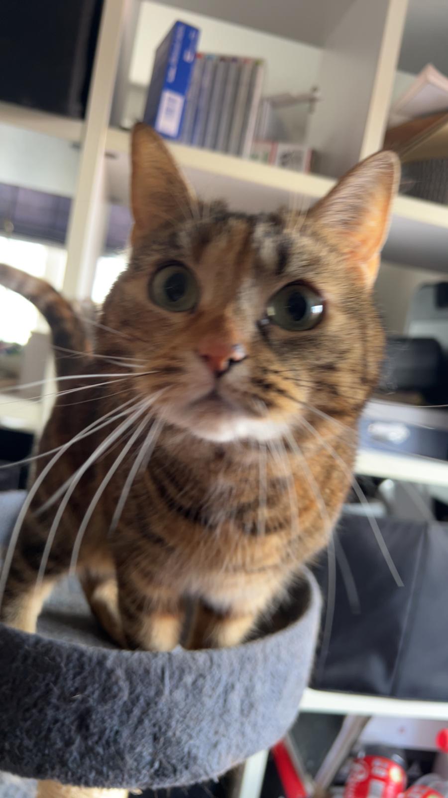 Huskat Bessie billede 12