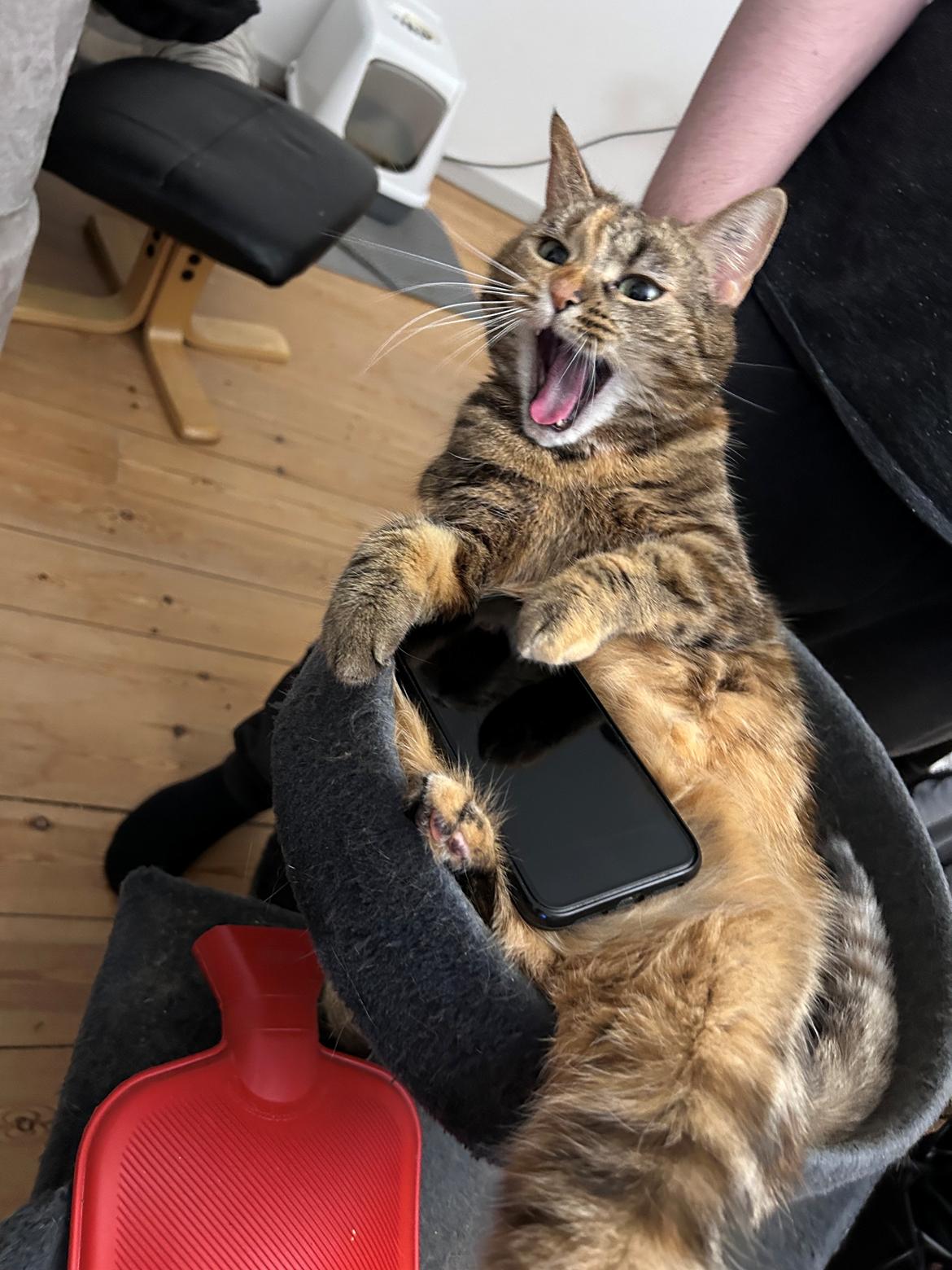 Huskat Bessie billede 13