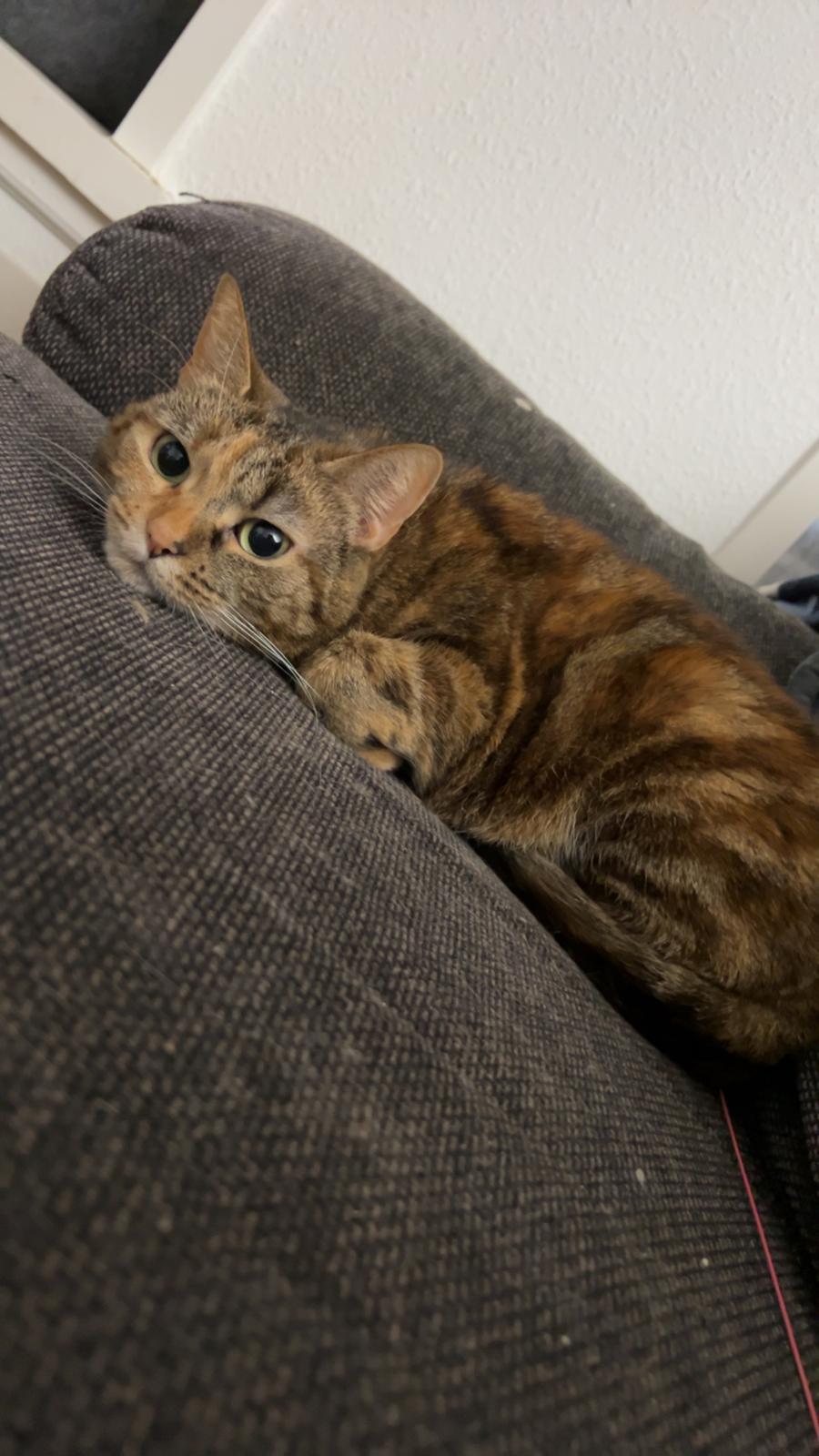 Huskat Bessie billede 15