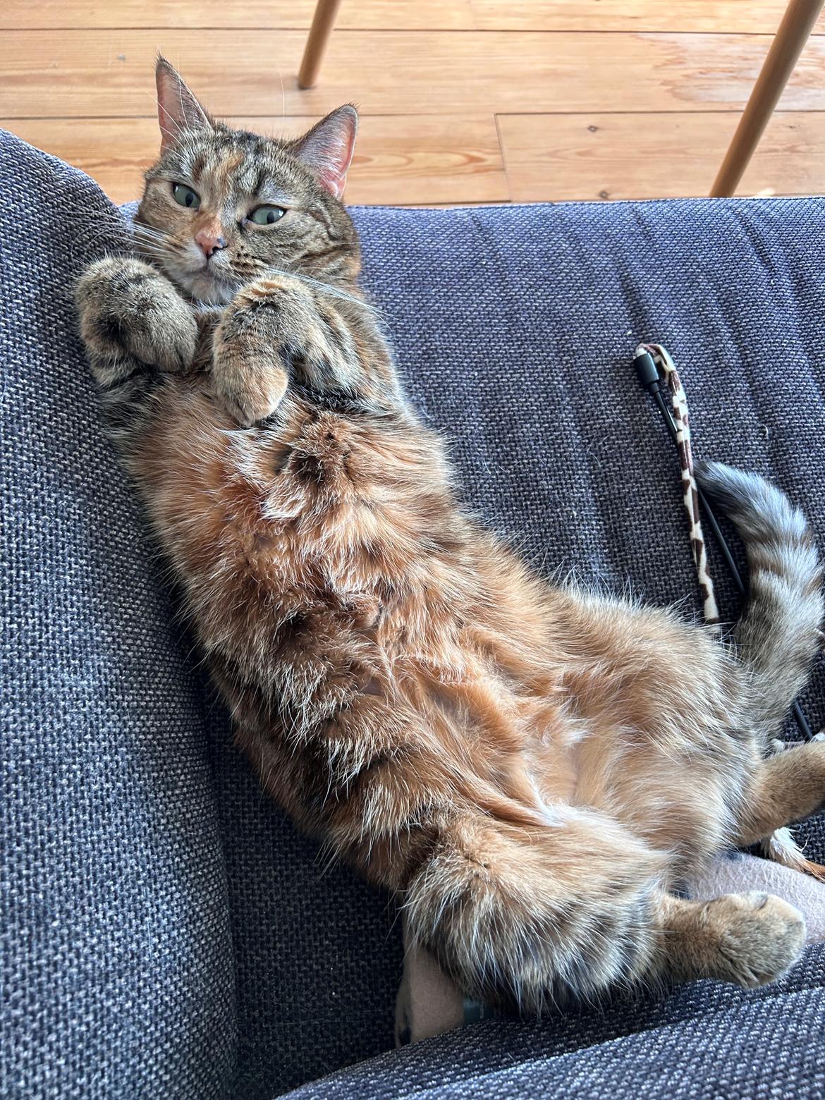 Huskat Bessie billede 16