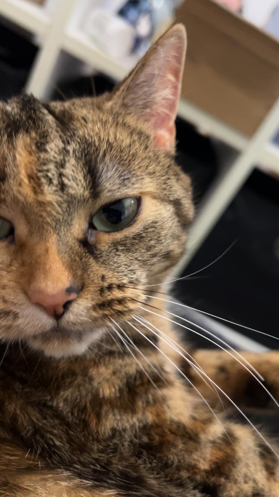 Huskat Bessie billede 17