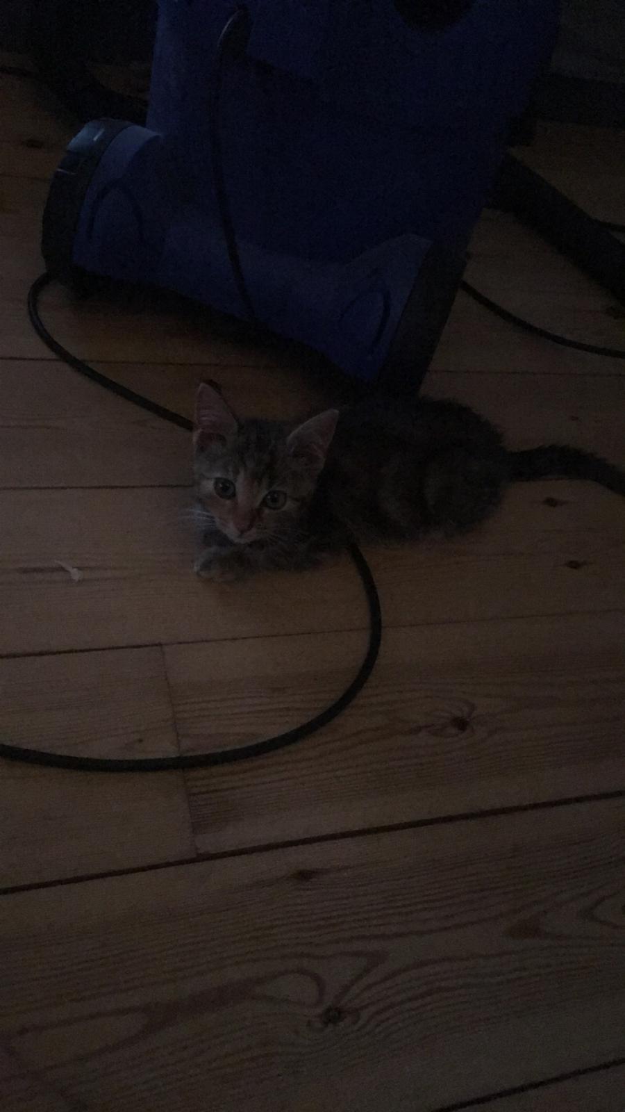 Huskat Bessie billede 18