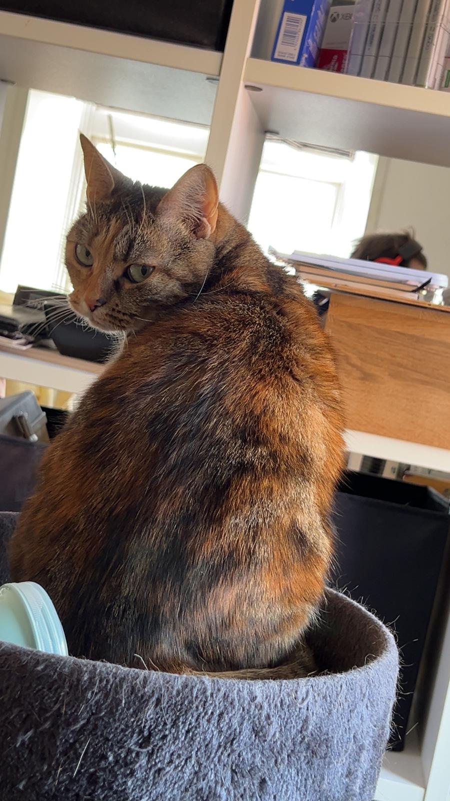 Huskat Bessie billede 14