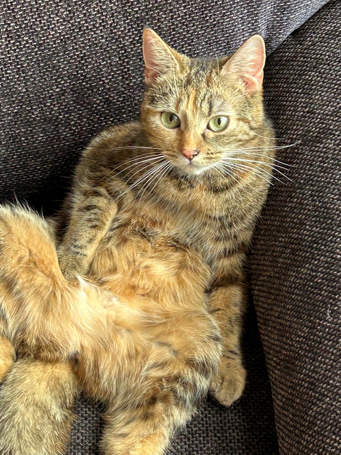 Huskat Bessie billede 19