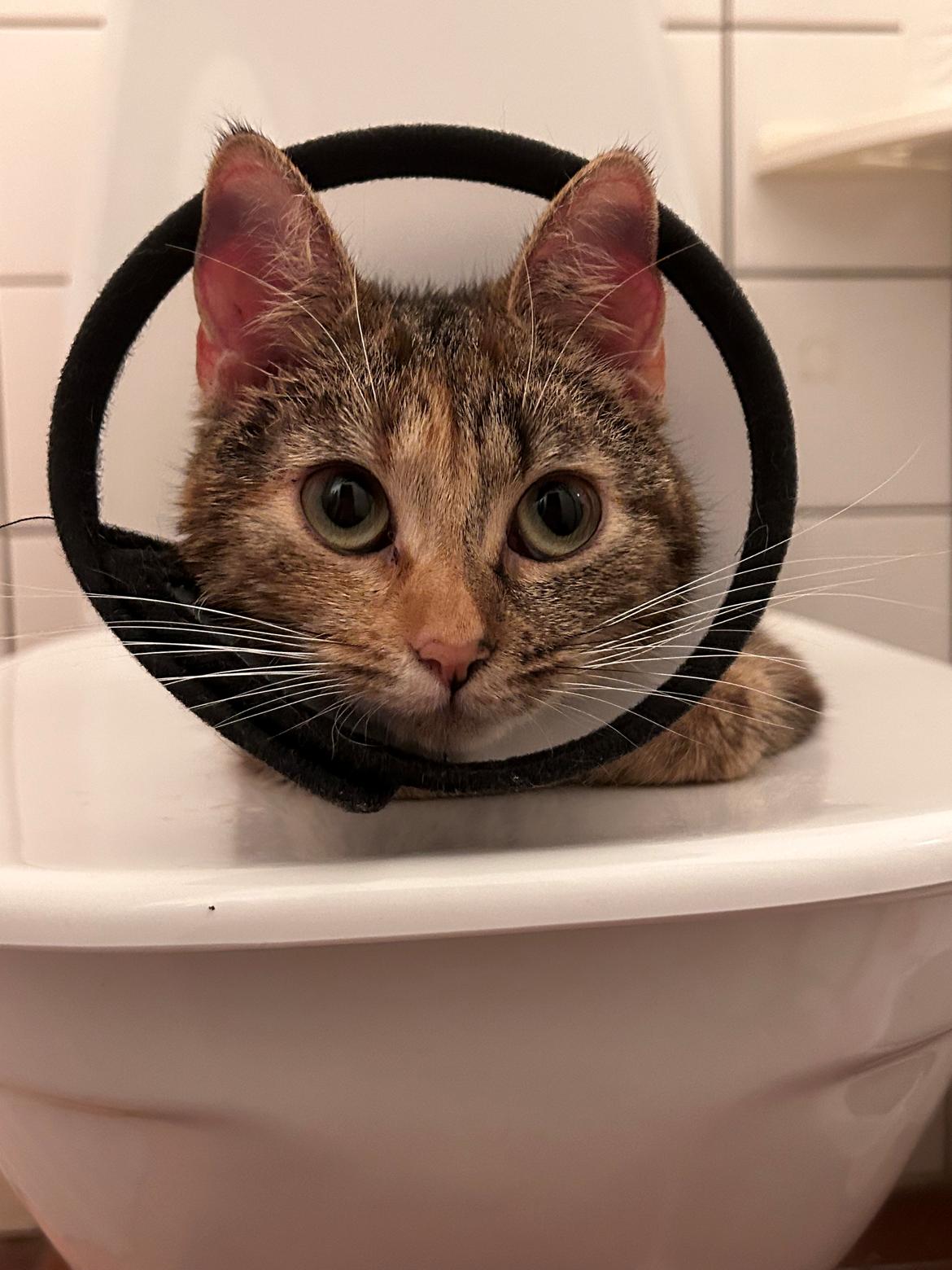 Huskat Bessie billede 20