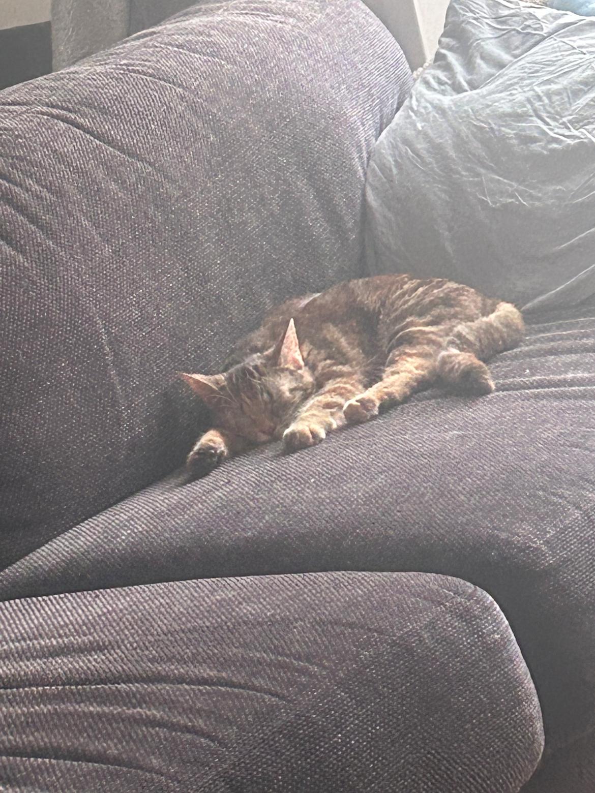 Huskat Bessie billede 22