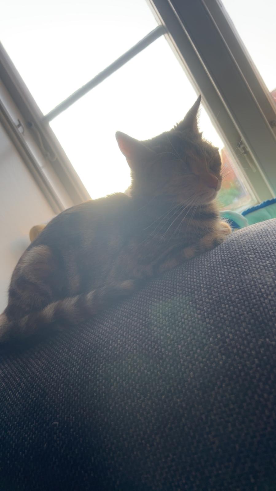 Huskat Bessie billede 21