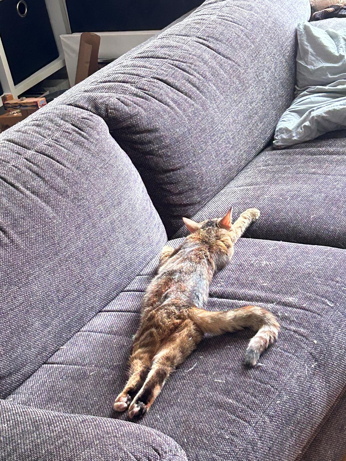 Huskat Bessie billede 23