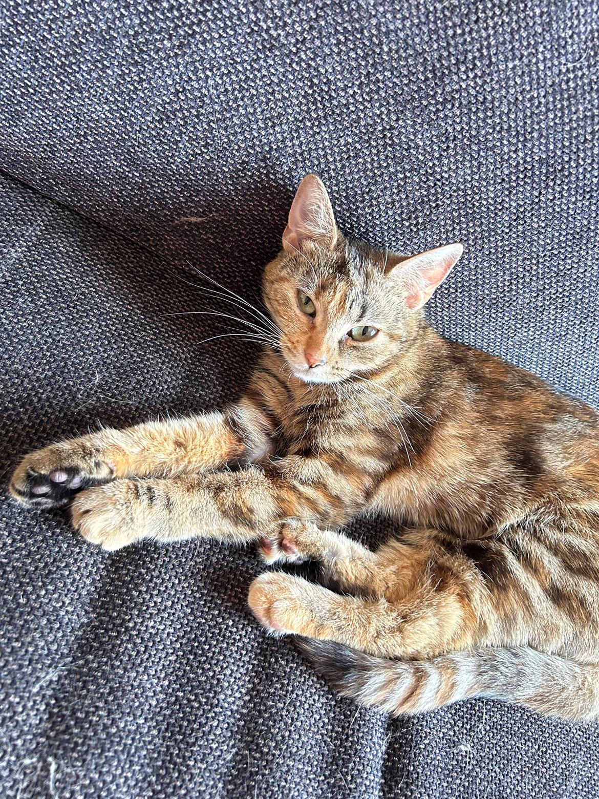 Huskat Bessie billede 24