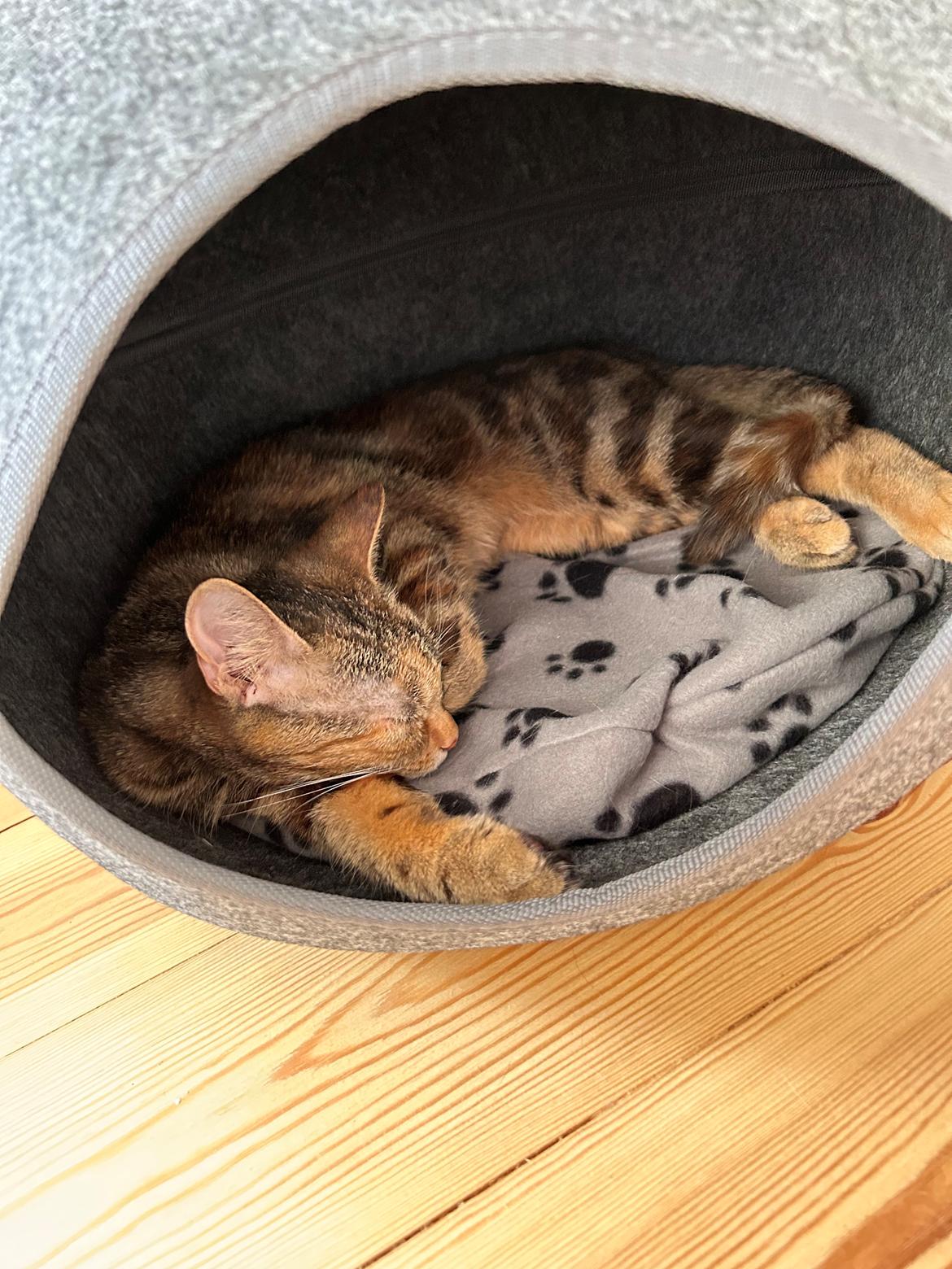 Huskat Bessie billede 25