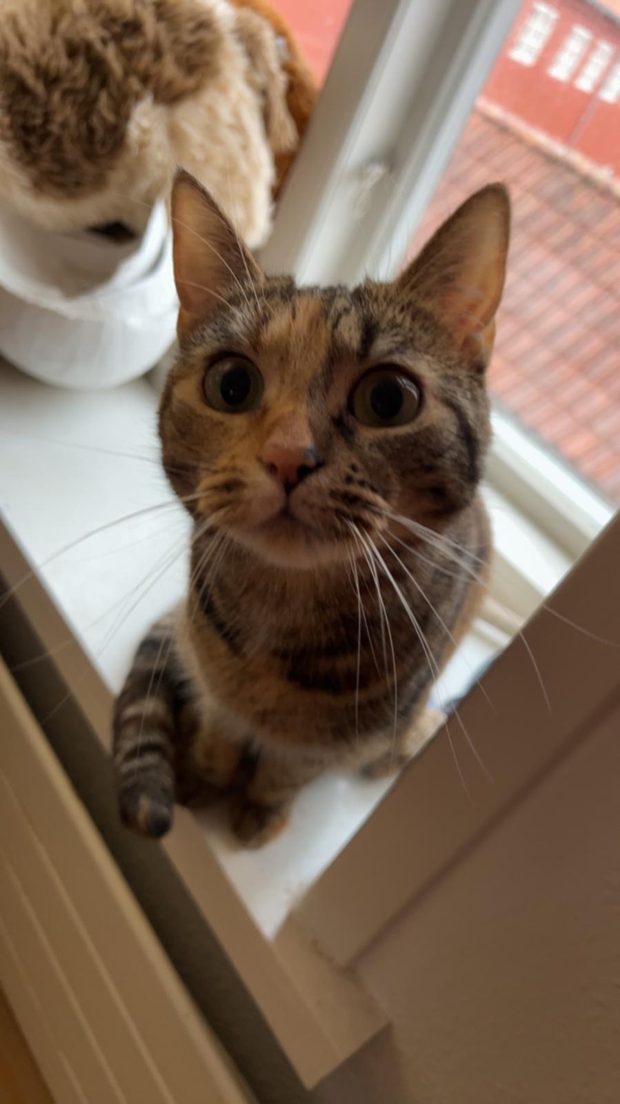 Huskat Bessie billede 27