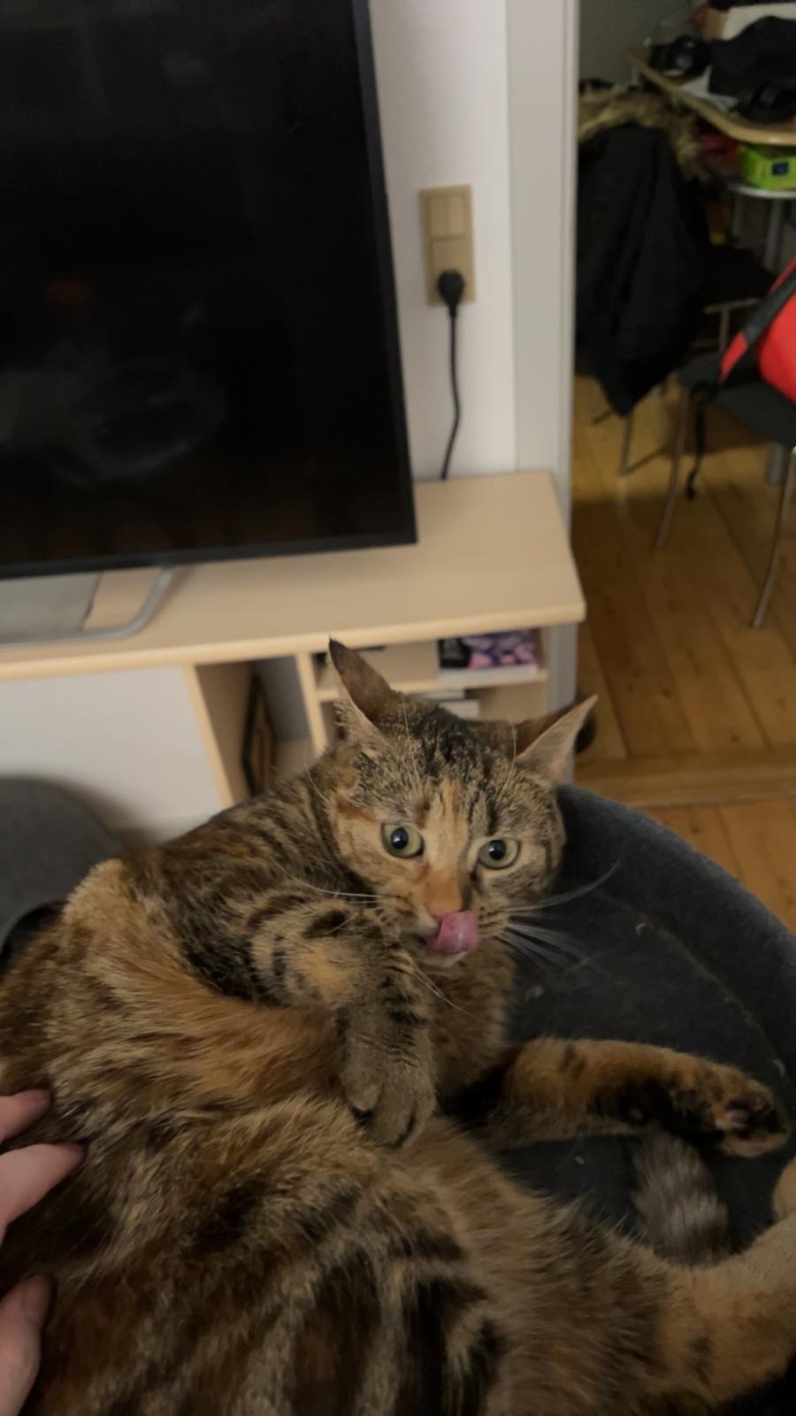 Huskat Bessie billede 28