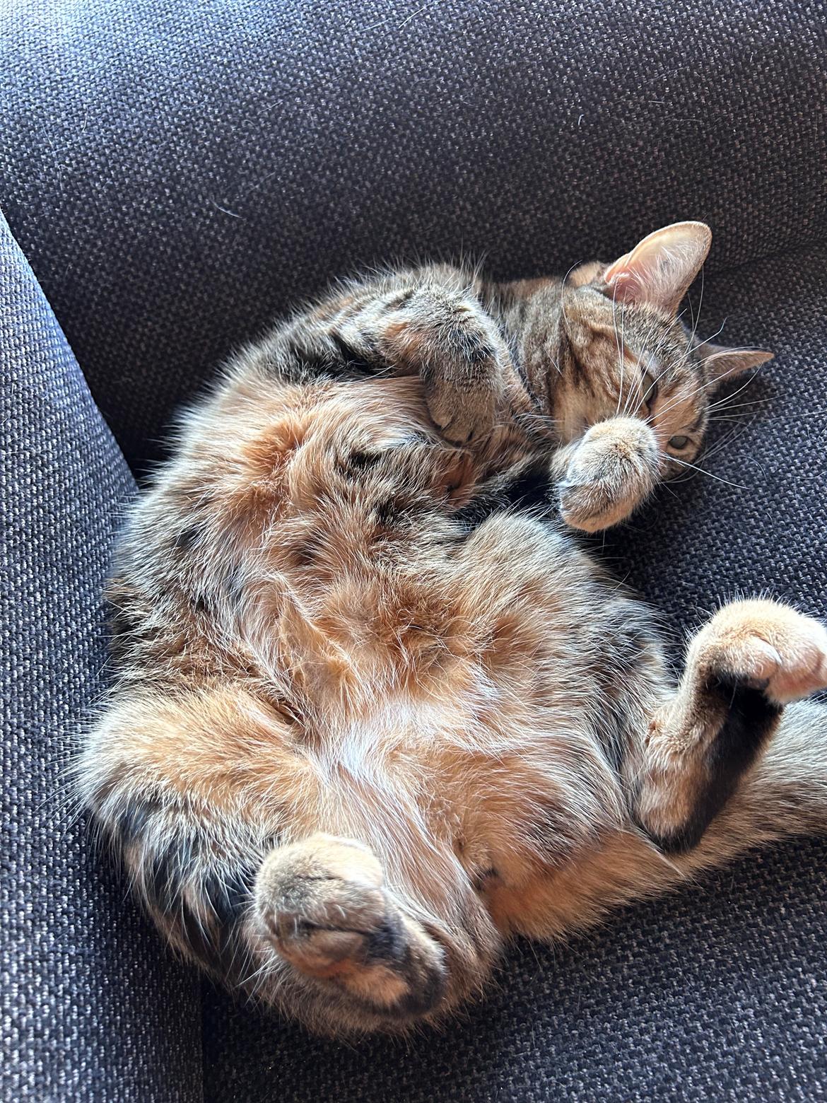 Huskat Bessie billede 29