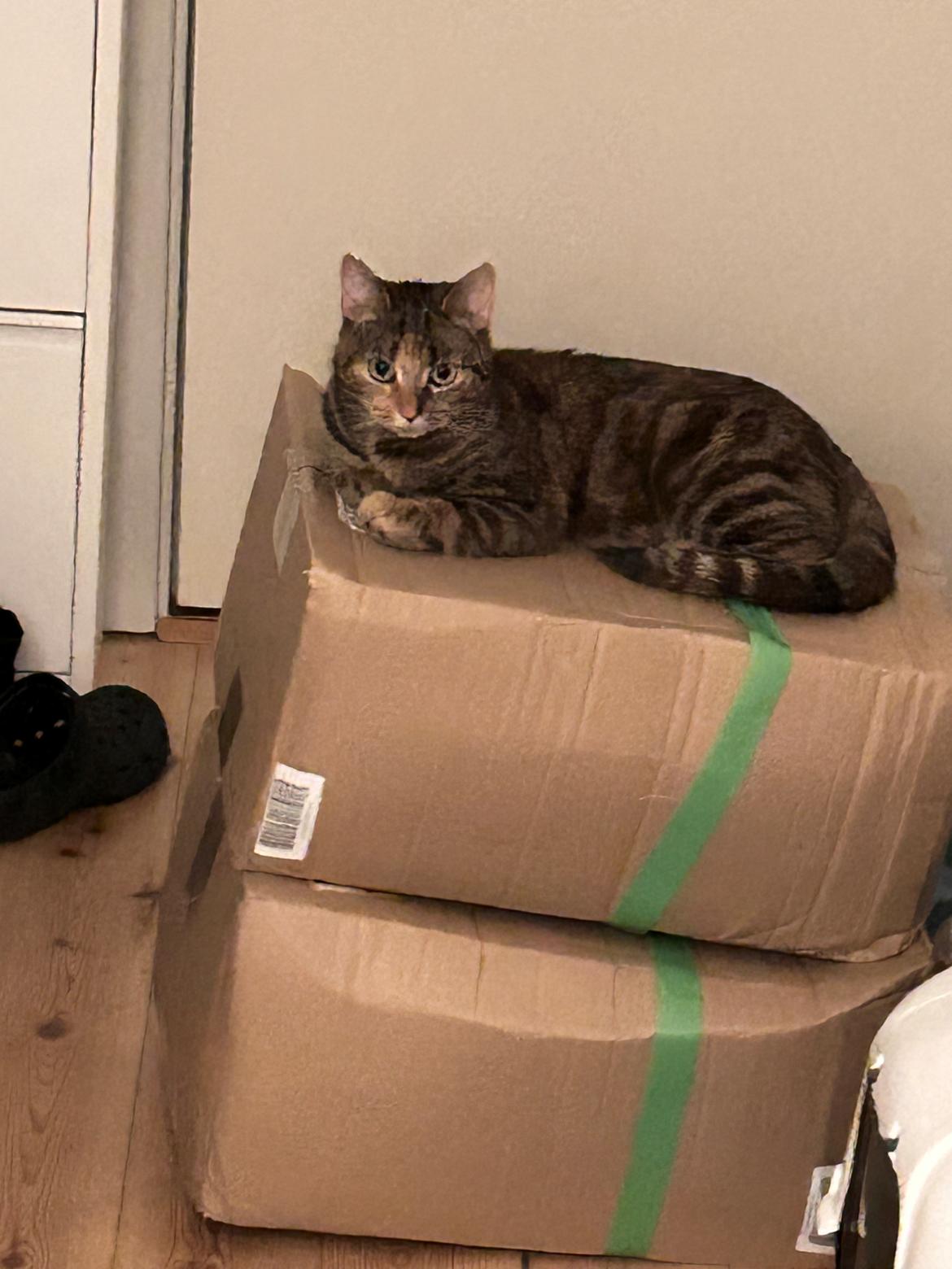 Huskat Bessie billede 26