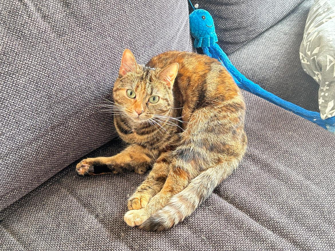 Huskat Bessie billede 30