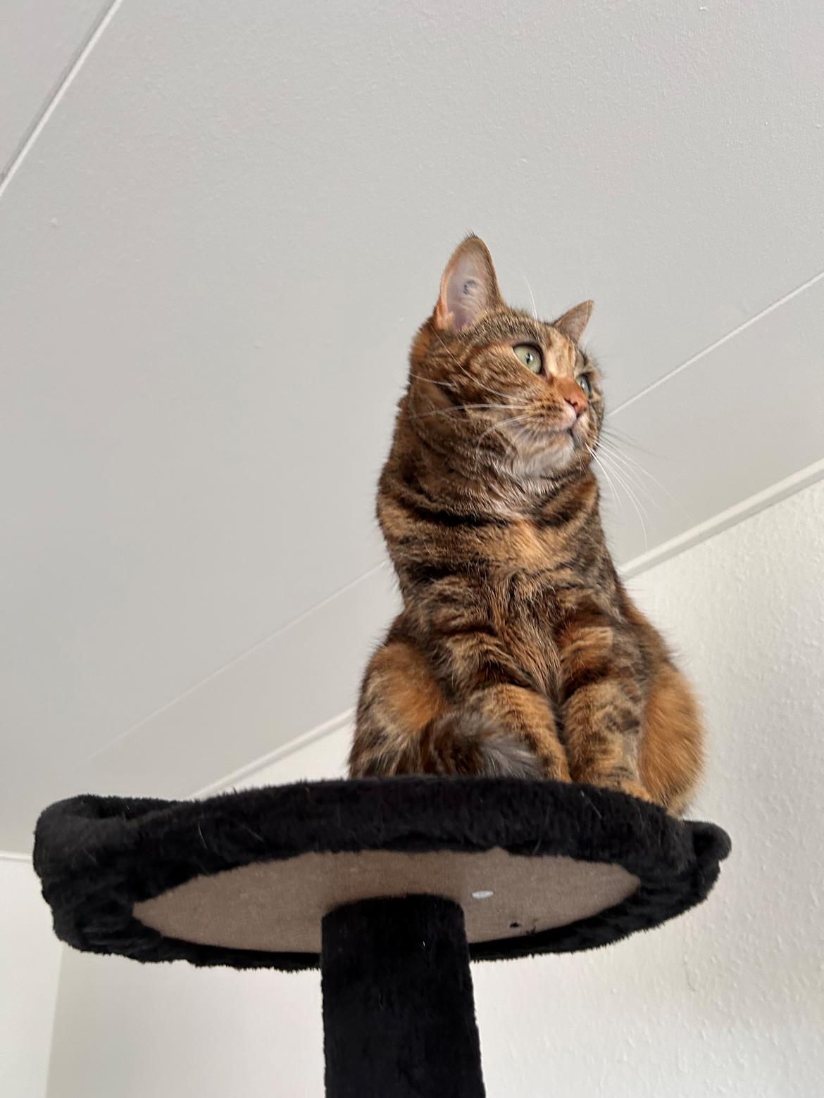 Huskat Bessie billede 32