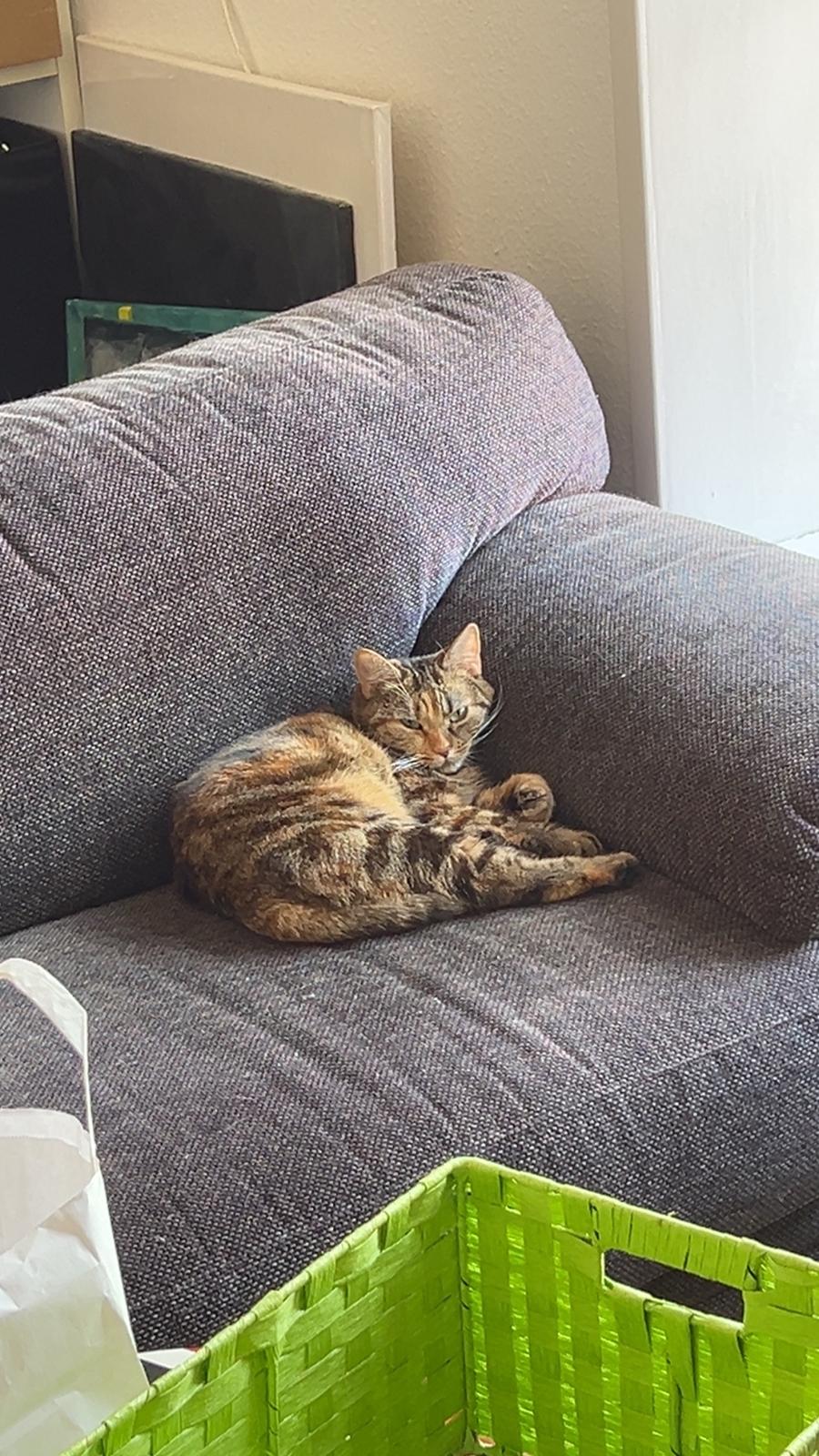 Huskat Bessie billede 33