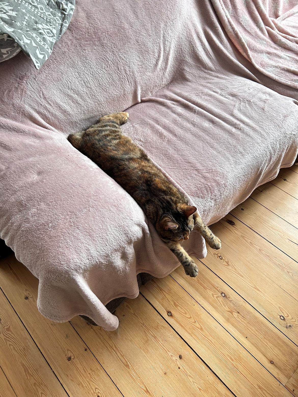 Huskat Bessie billede 34