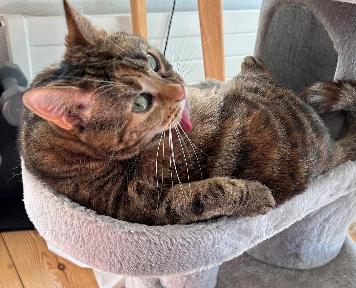 Huskat Bessie billede 35