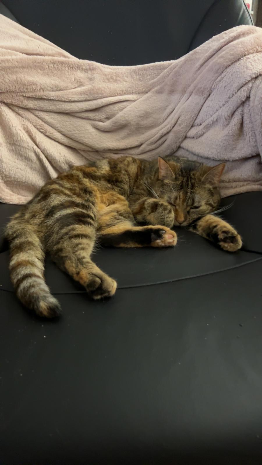 Huskat Bessie billede 31