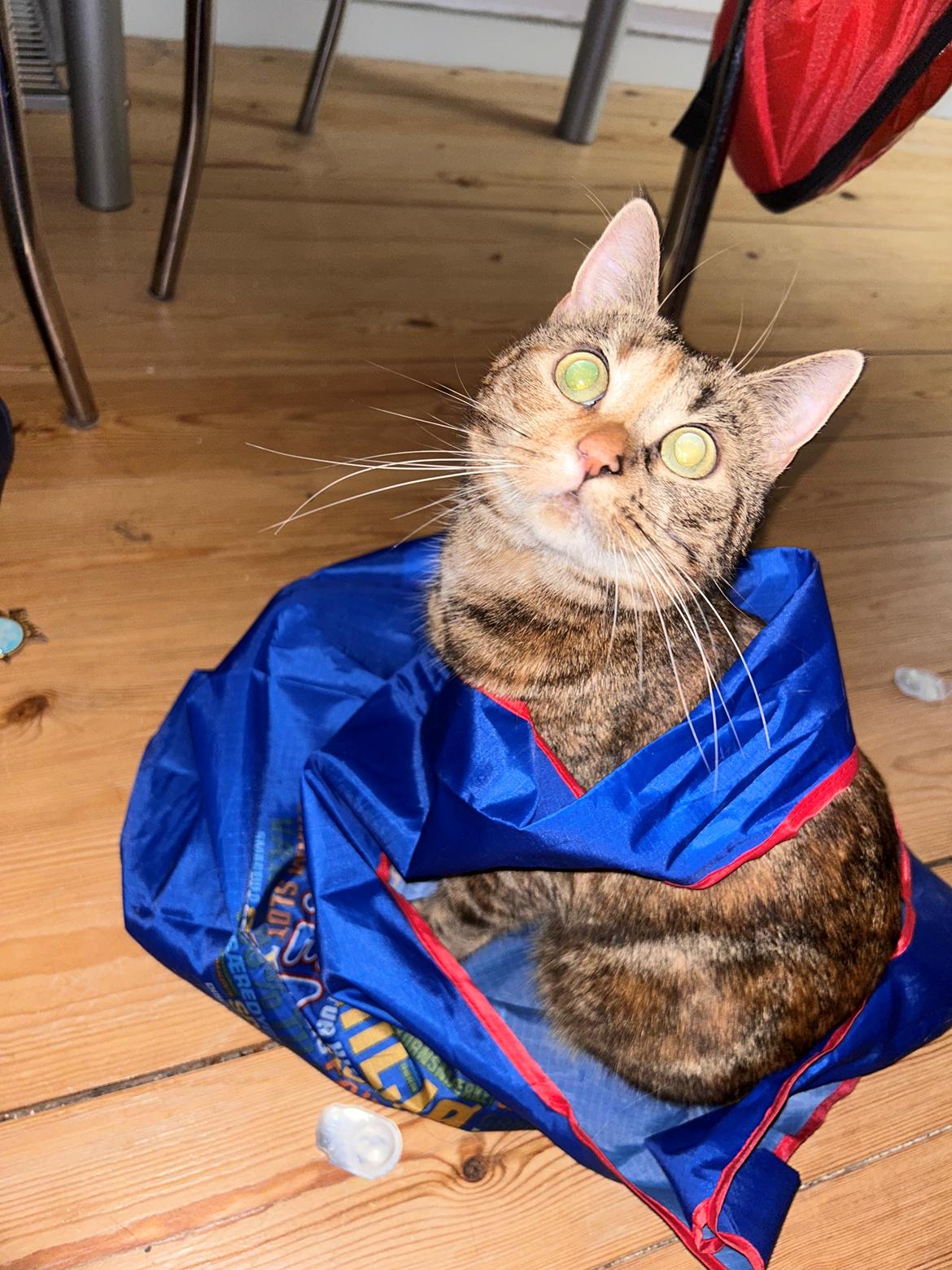 Huskat Bessie billede 36