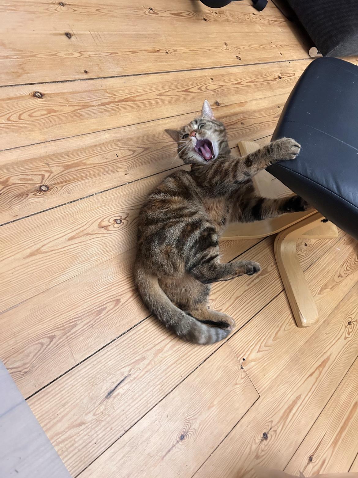 Huskat Bessie billede 38