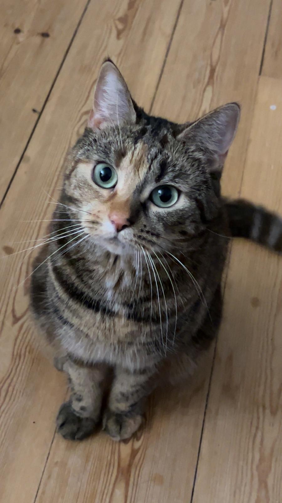 Huskat Bessie billede 37