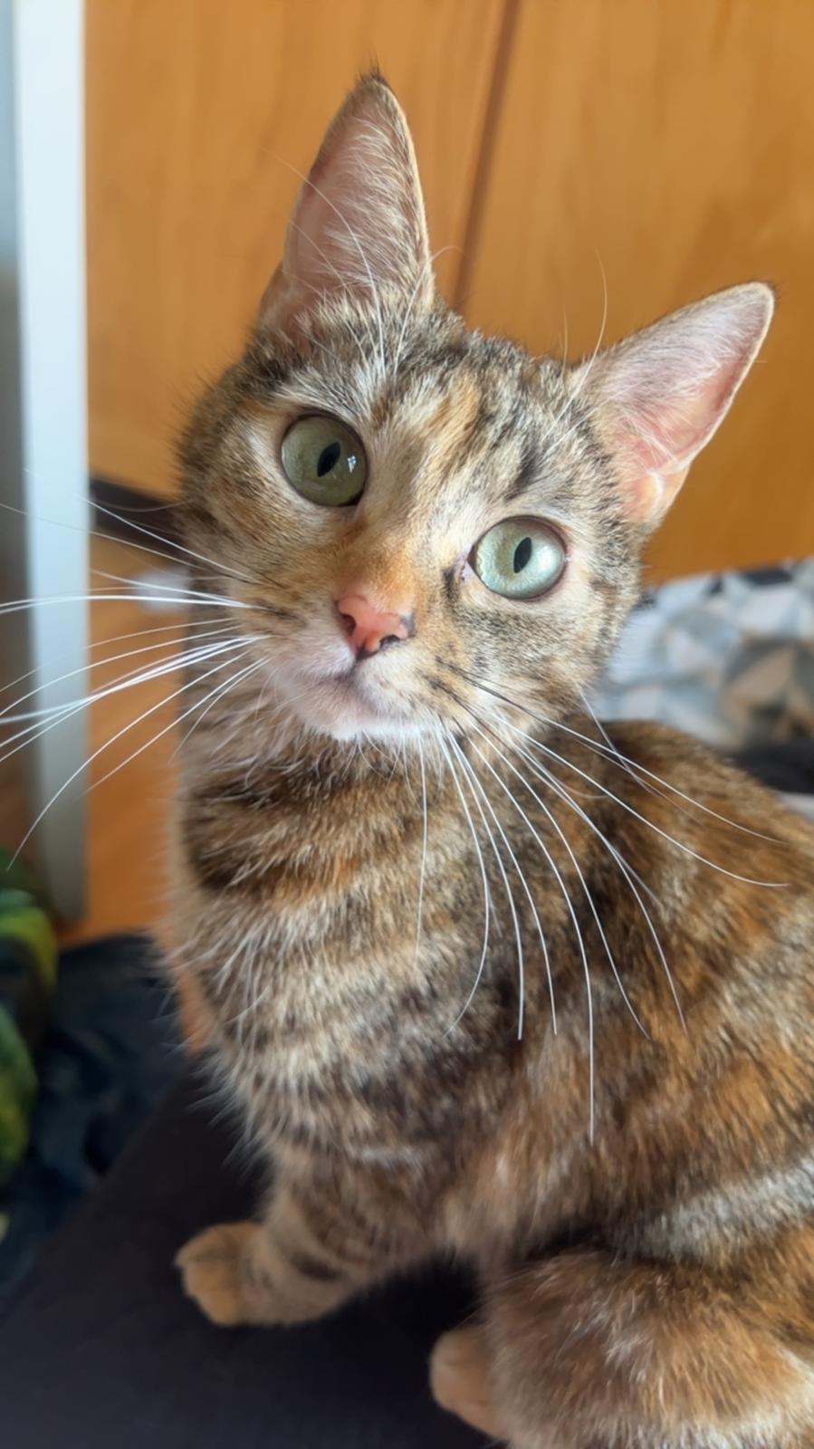 Huskat Bessie billede 1