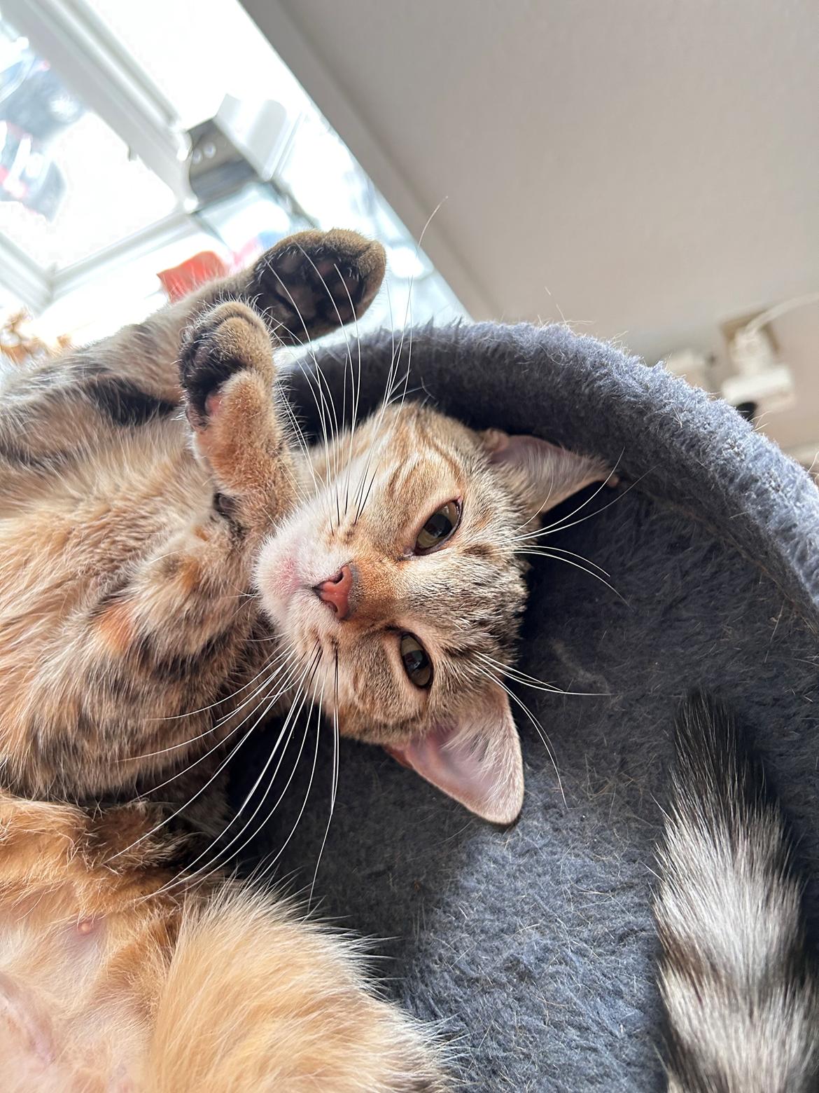 Huskat Qiqi billede 1