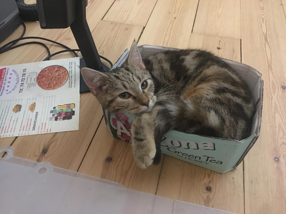 Huskat Qiqi billede 3