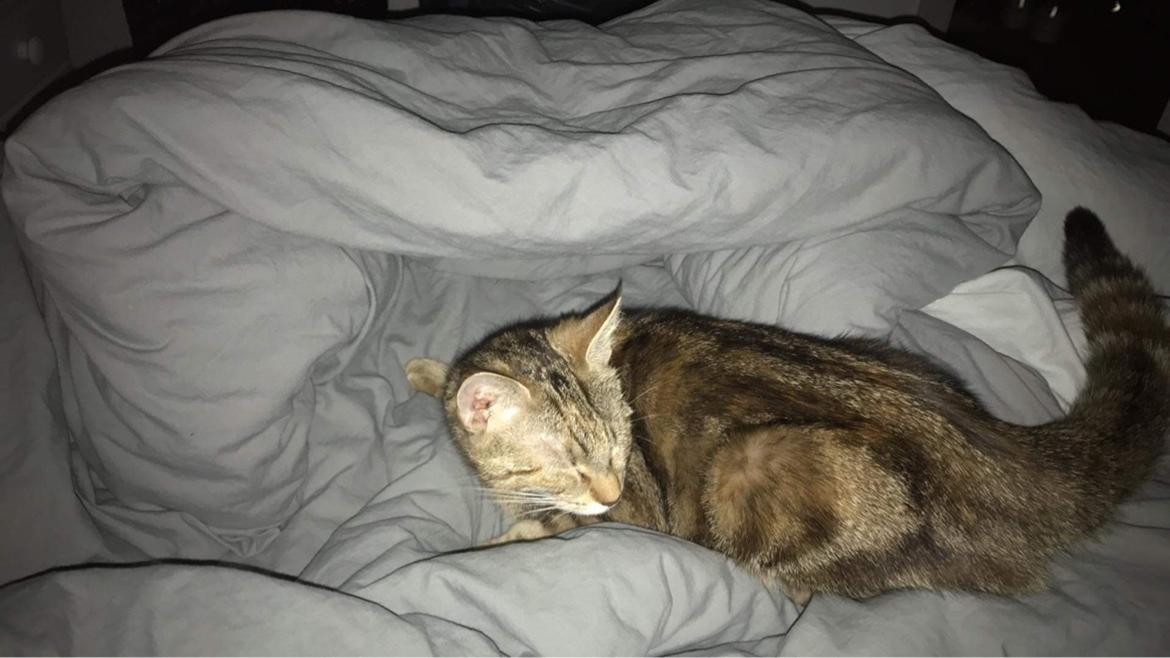 Huskat Qiqi billede 4