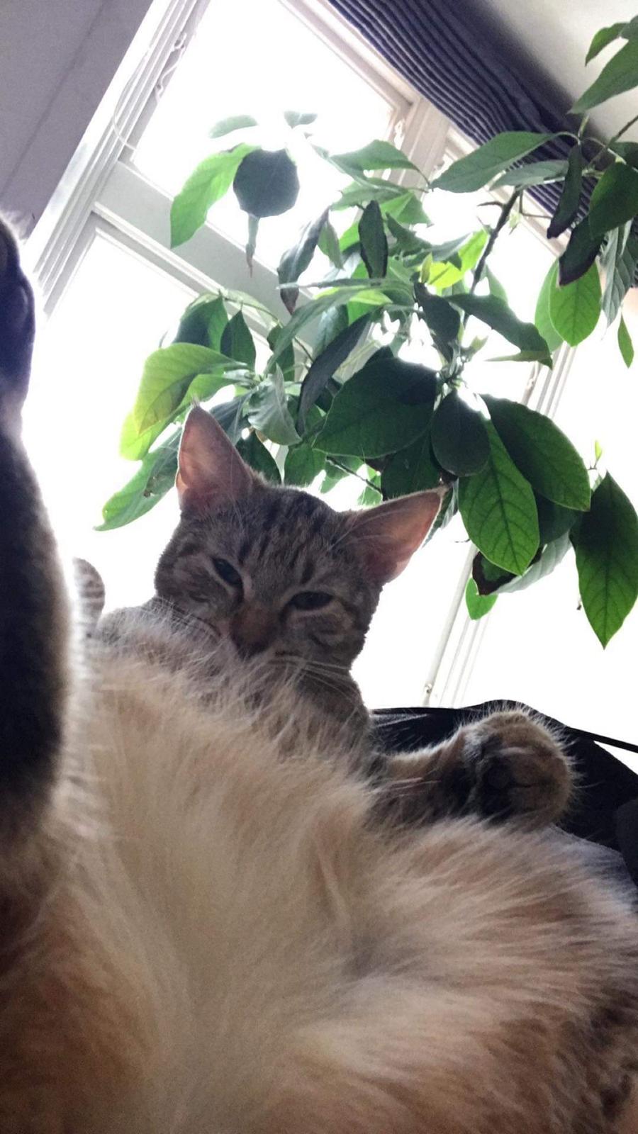 Huskat Qiqi billede 5