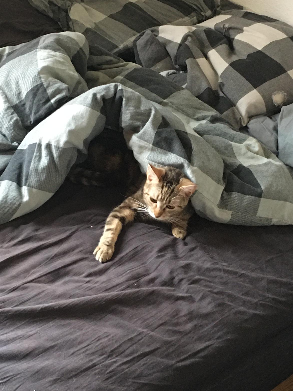 Huskat Qiqi billede 6