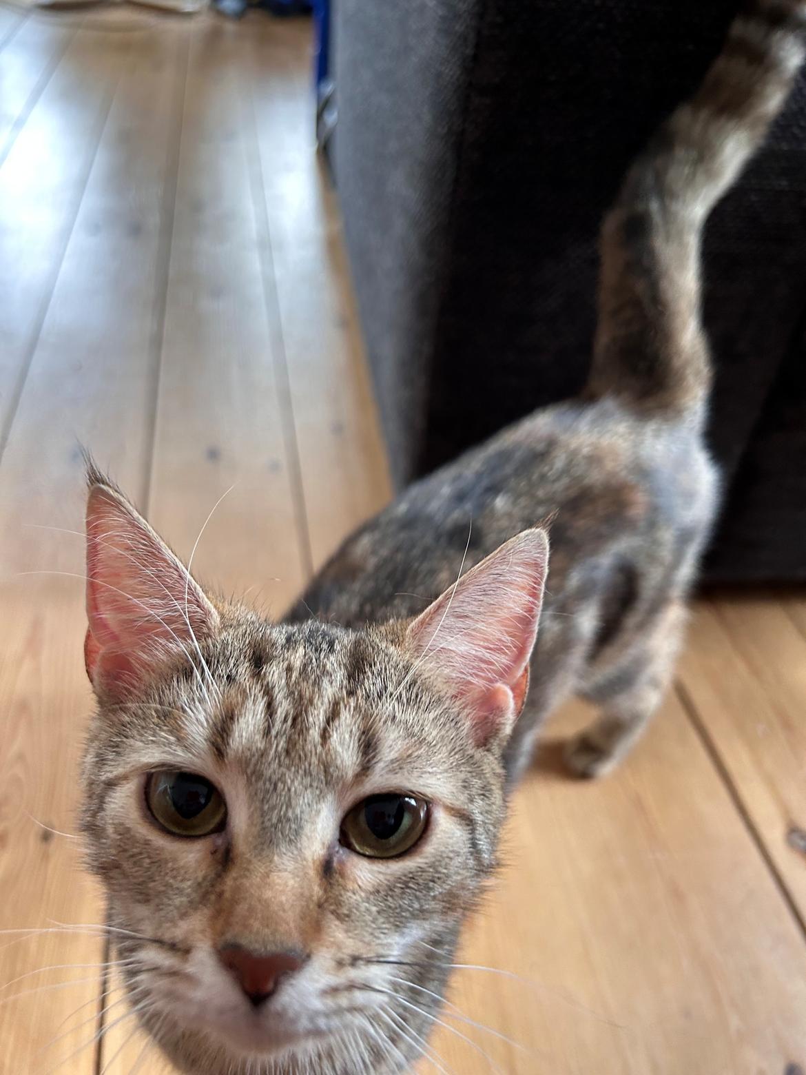 Huskat Qiqi billede 7