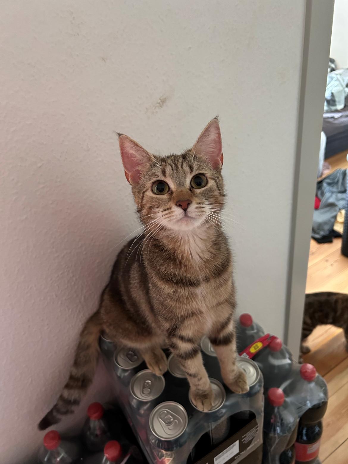 Huskat Qiqi billede 8