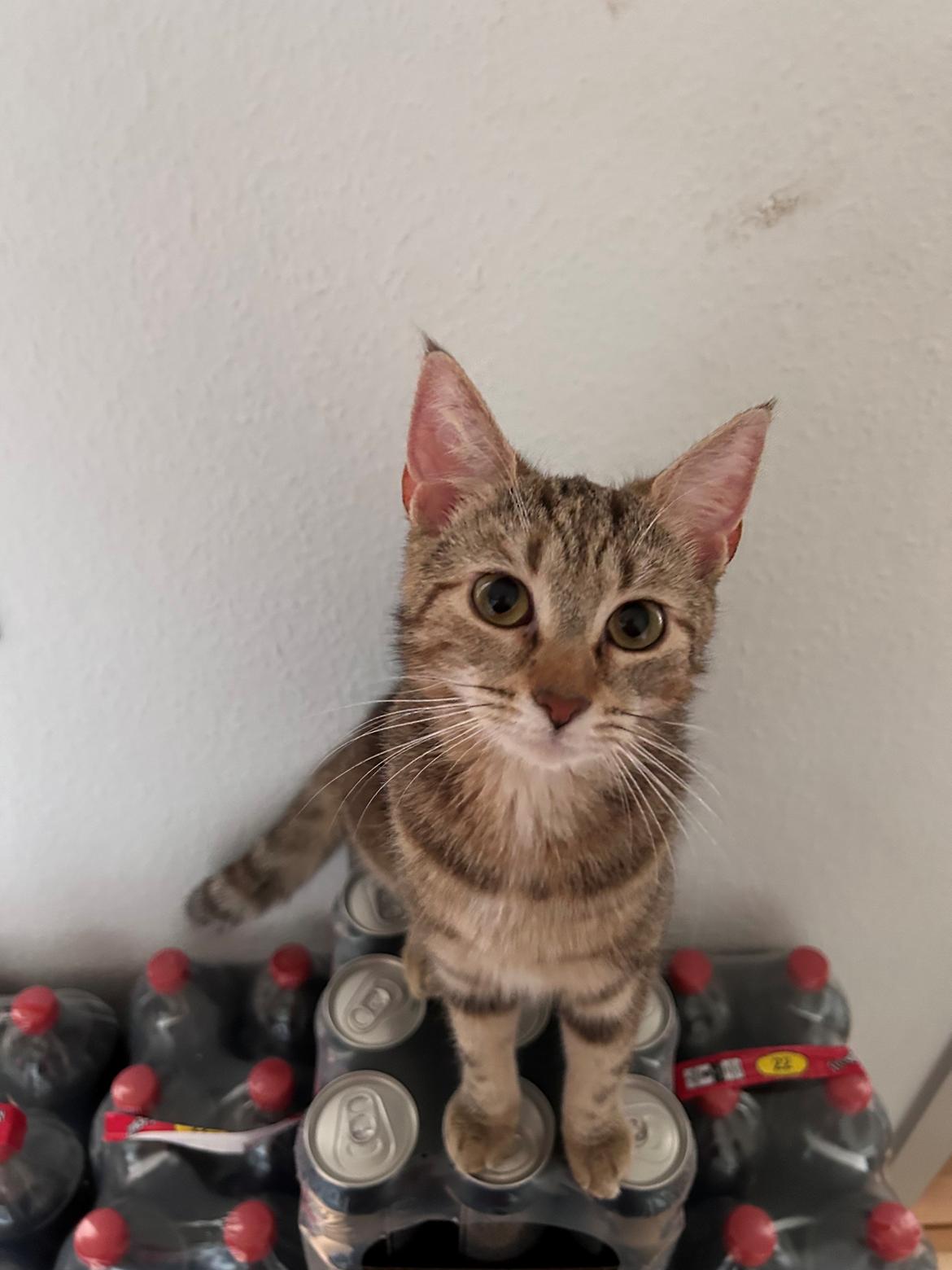 Huskat Qiqi billede 9