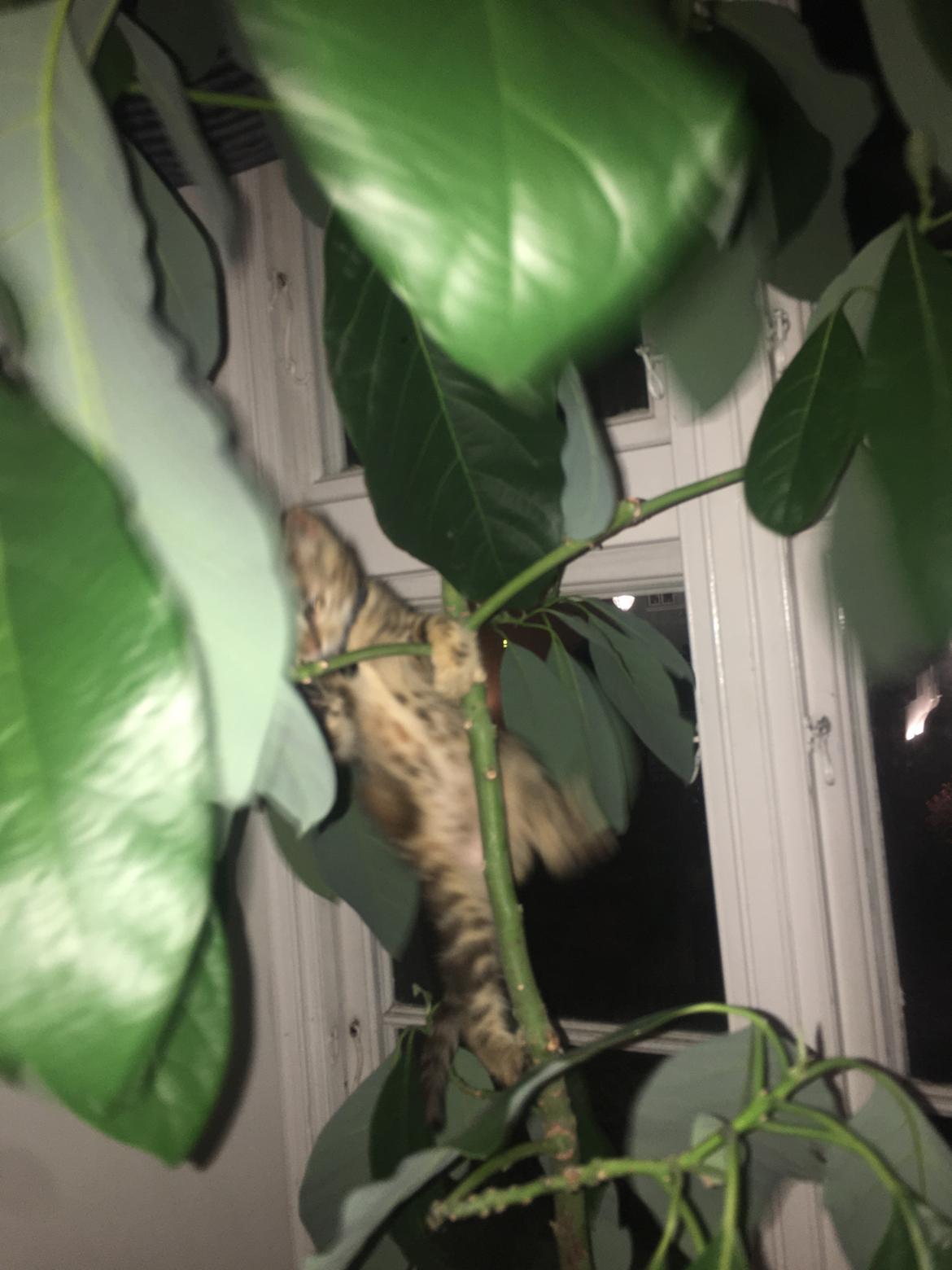 Huskat Qiqi - Vi havde et avocado træ groende, som hun kravlede opad, nåede lige at få et billede ahah billede 2