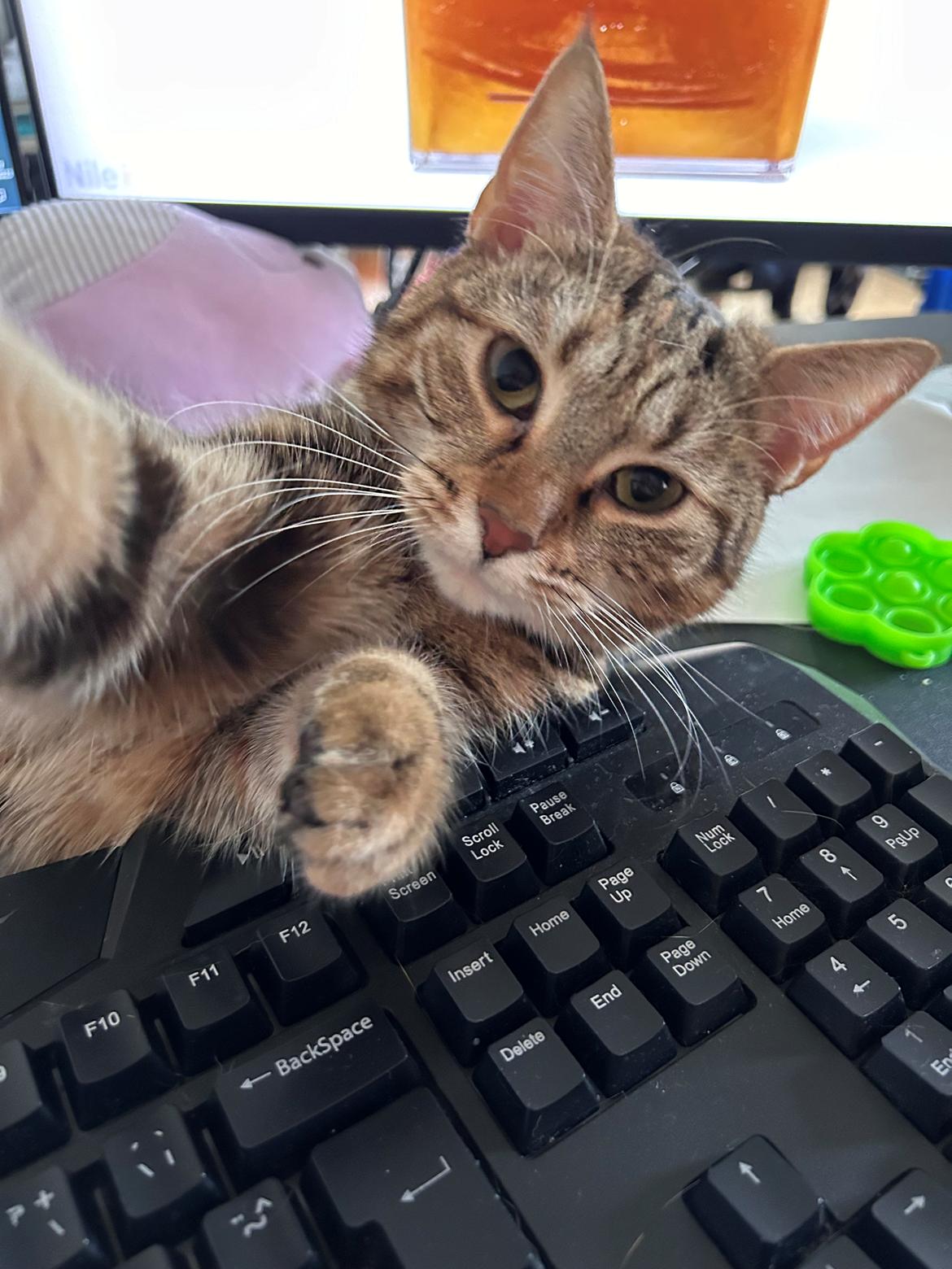 Huskat Qiqi billede 10