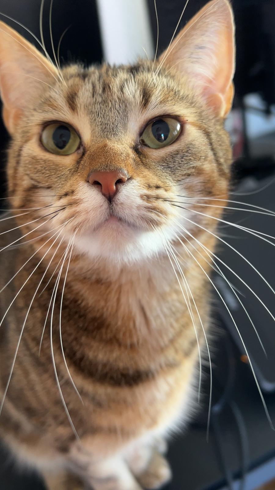 Huskat Qiqi billede 11