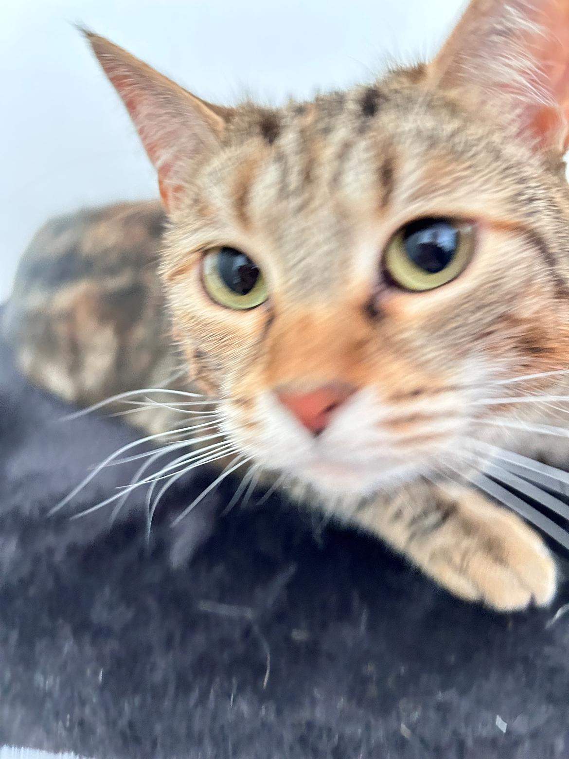 Huskat Qiqi billede 12