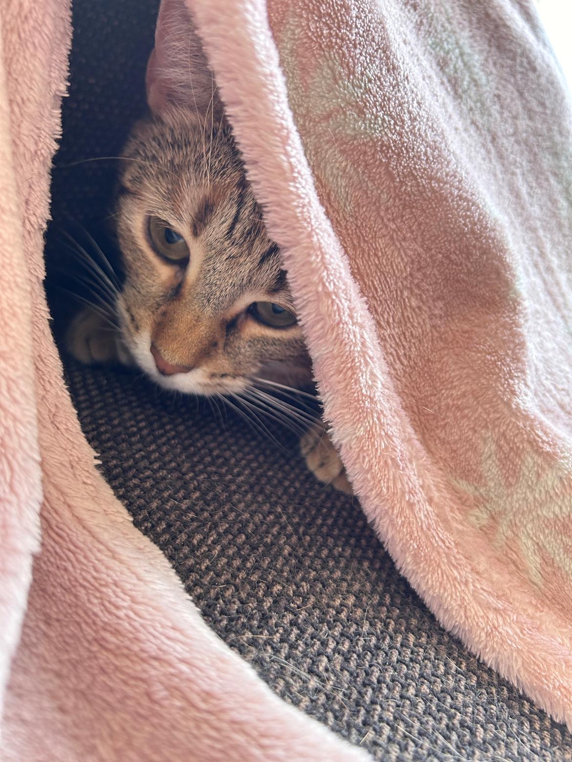 Huskat Qiqi billede 13