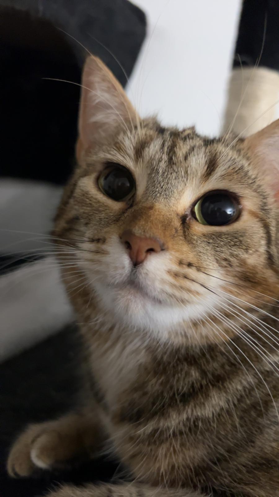 Huskat Qiqi billede 14