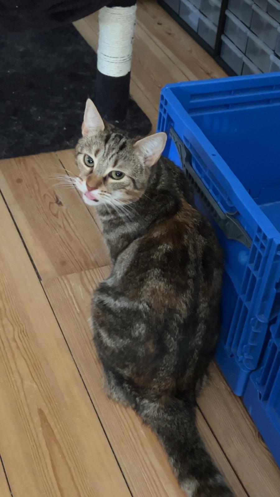 Huskat Qiqi billede 15