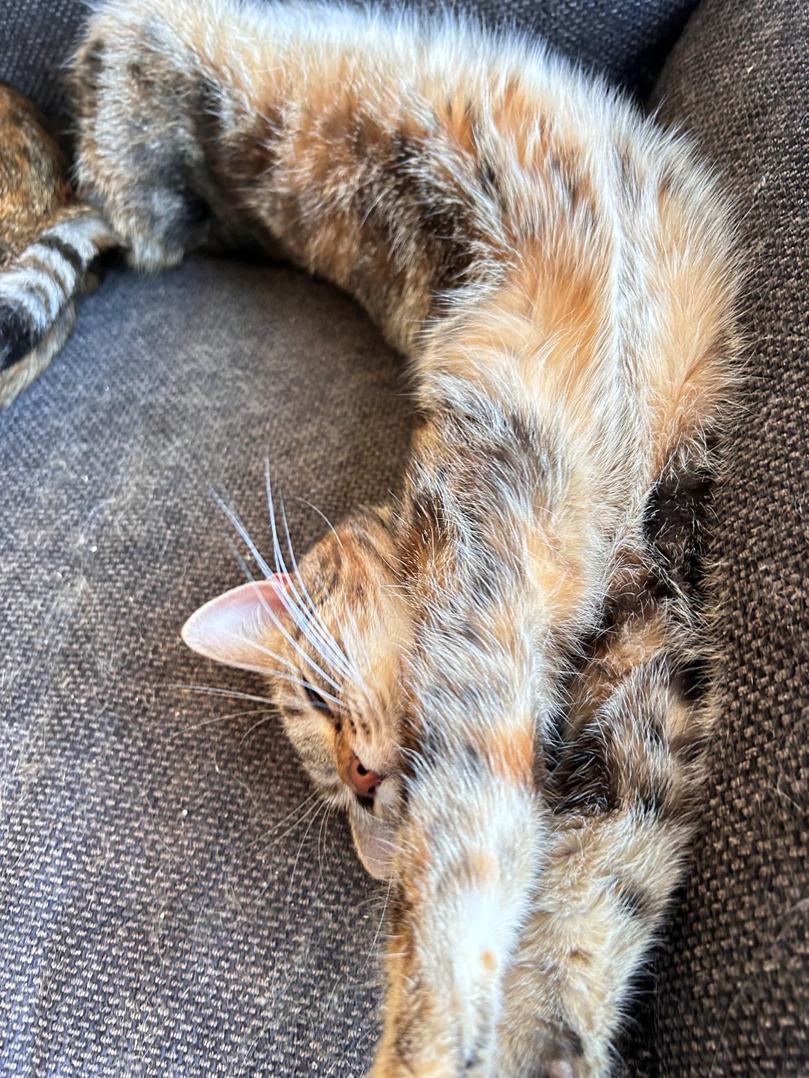 Huskat Qiqi billede 16