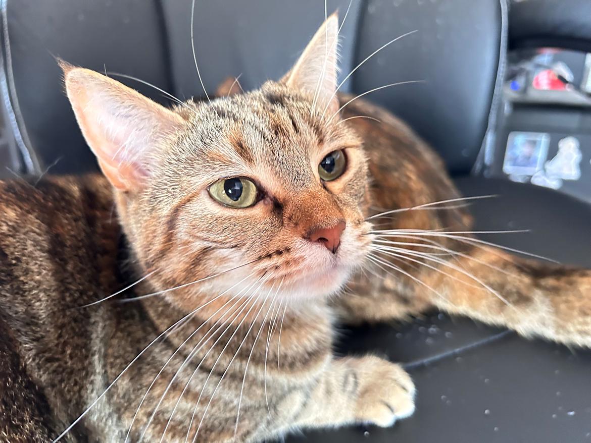 Huskat Qiqi billede 17