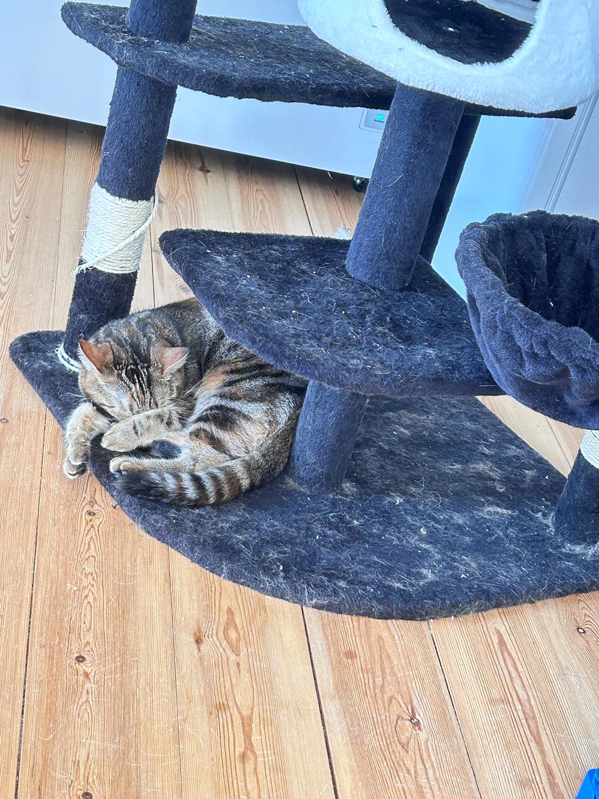 Huskat Qiqi billede 18