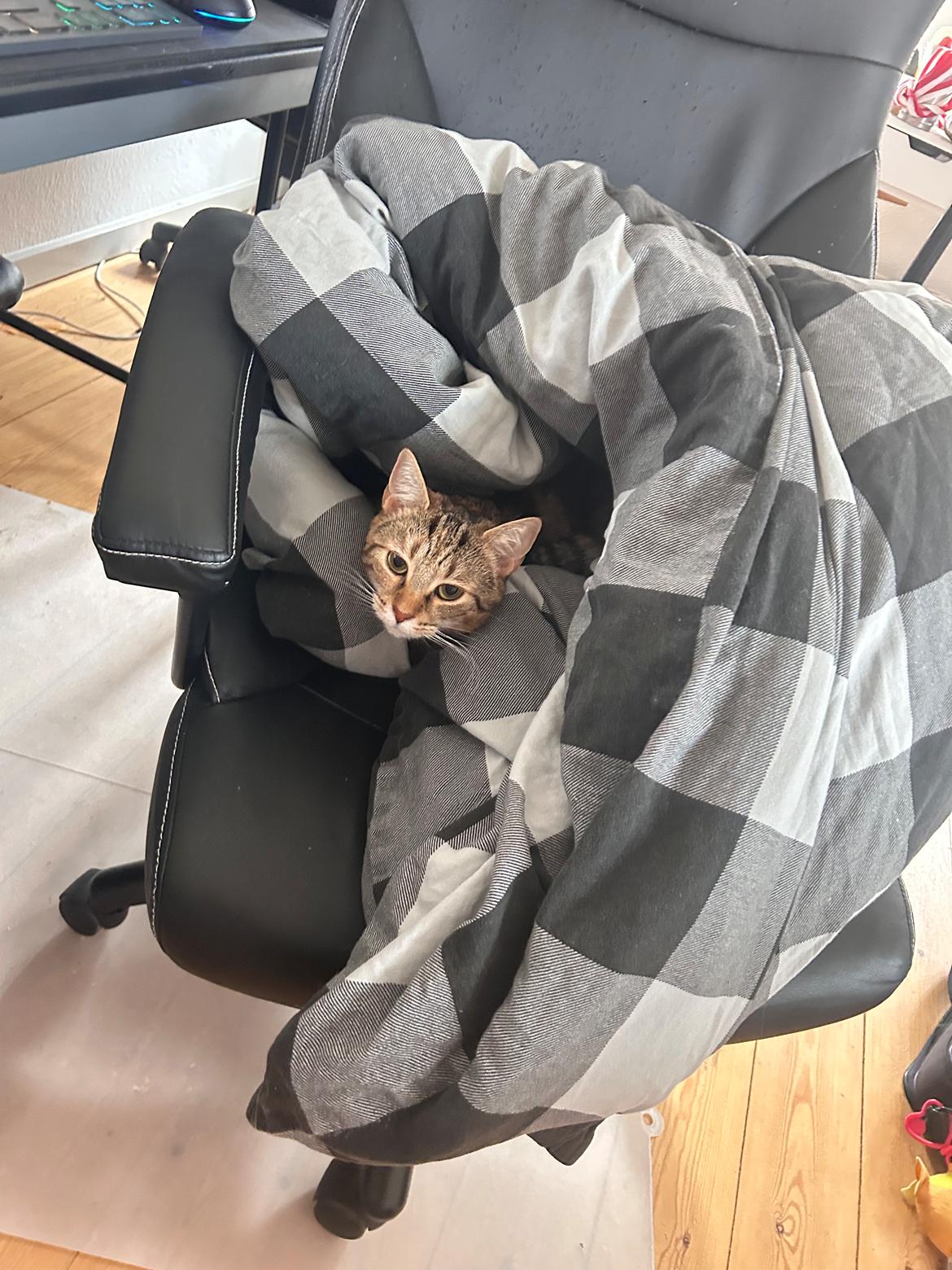 Huskat Qiqi billede 19